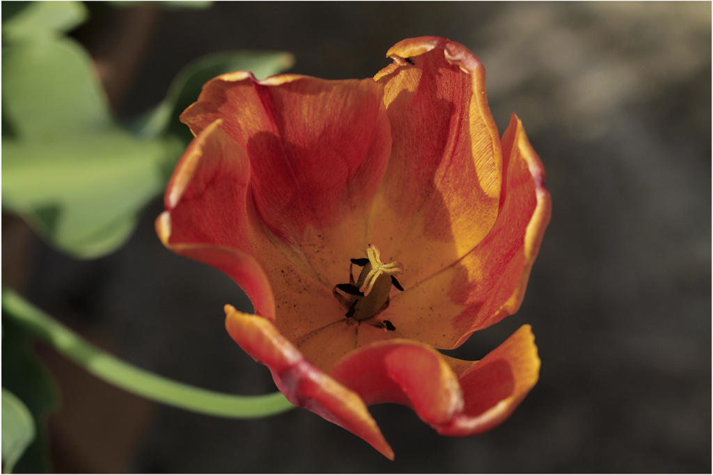 [Flore] Au jardin, la tulipe orange _mg_7816