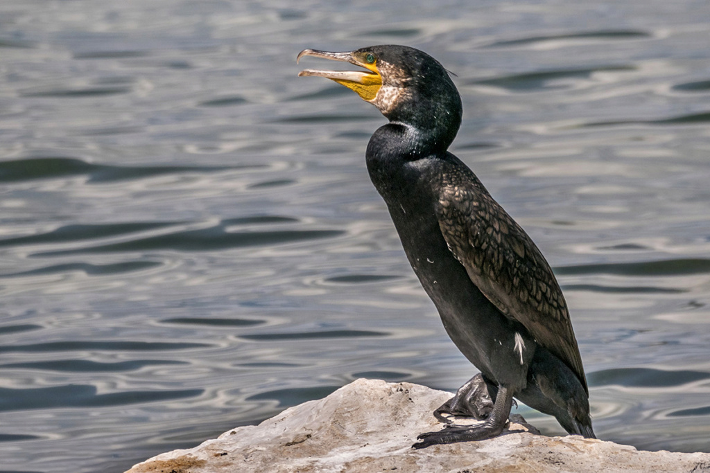 [Animaux] Le cri du cormoran, le soir au dessus de jonques... P1090711
