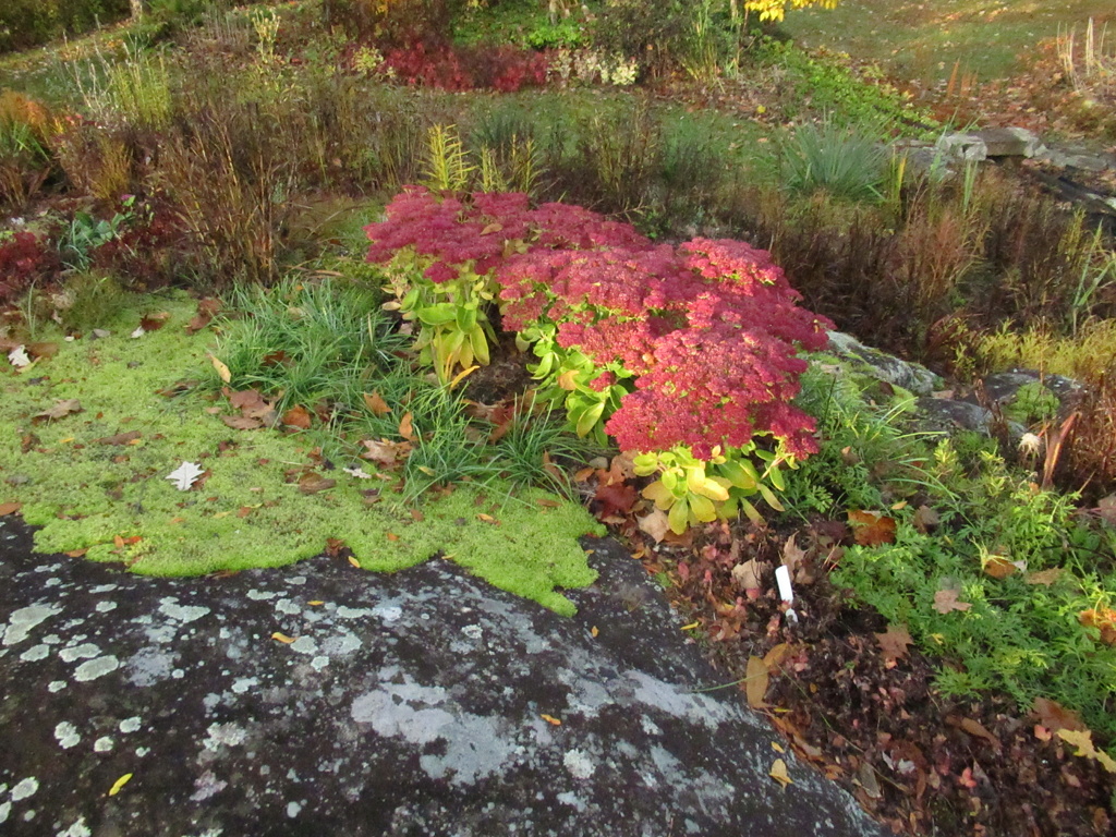 Couleurs d'automne chez Viger Img_1113