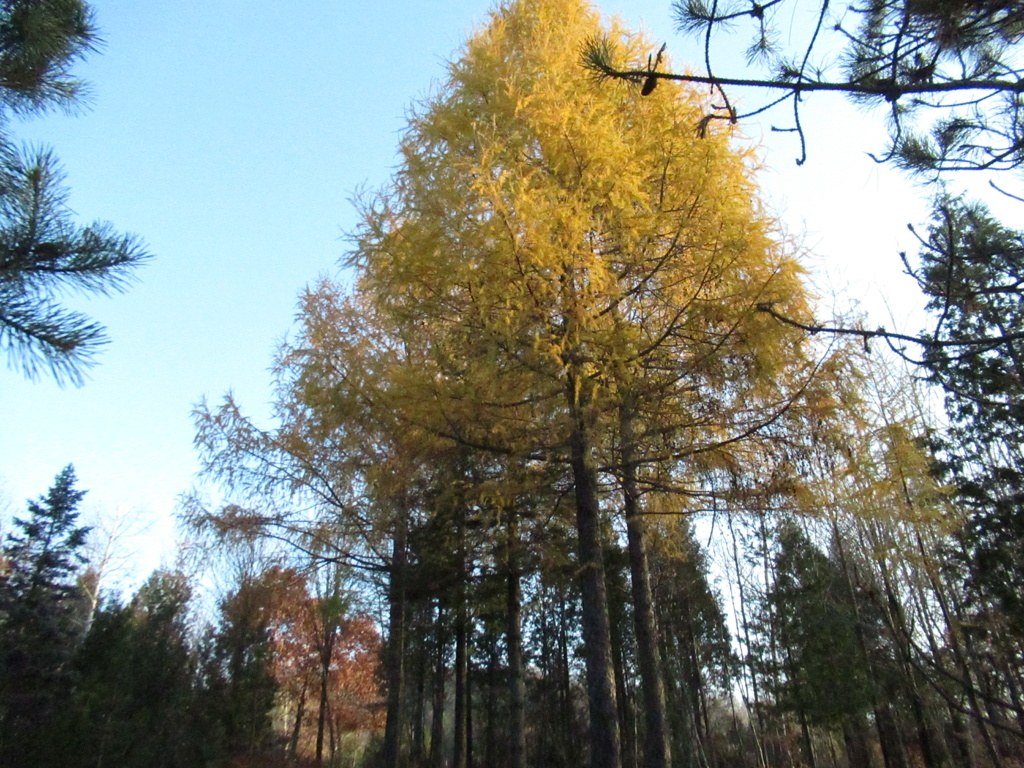 Couleurs d'automne chez Viger Img_1216