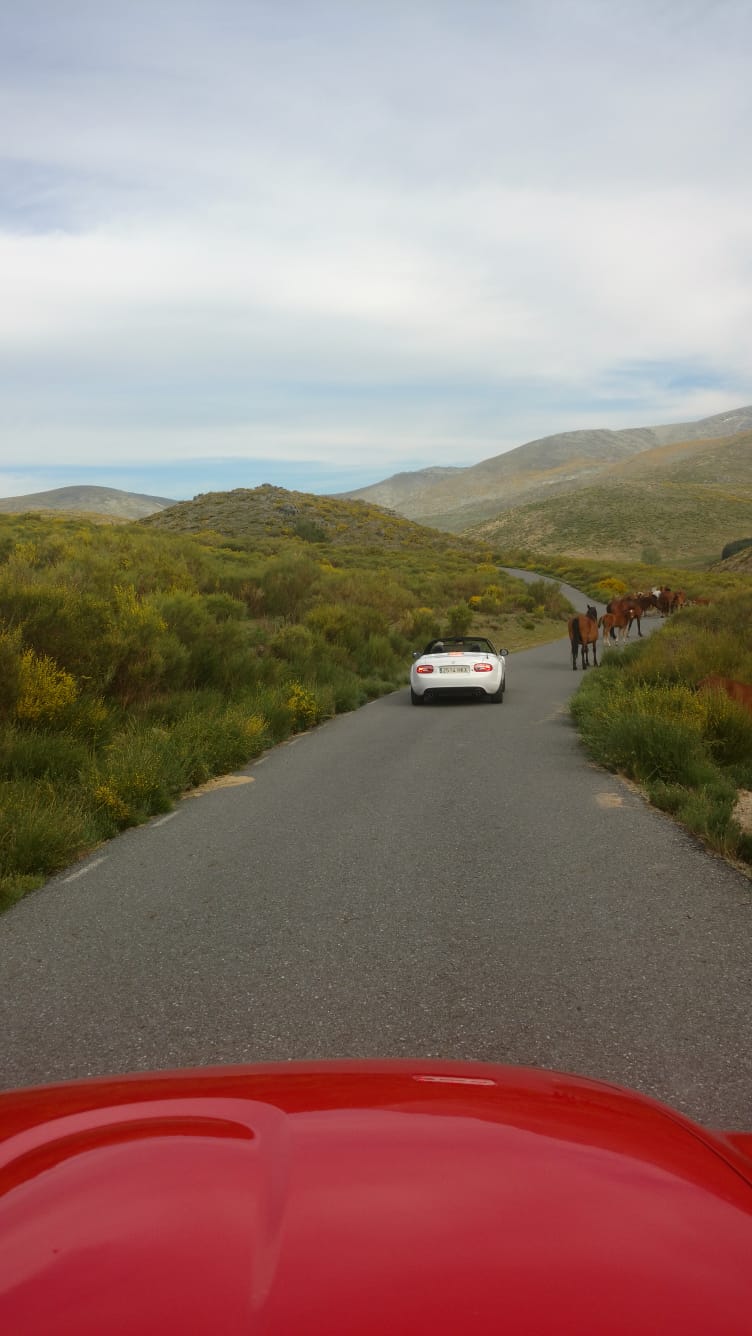 Y LA CARRETERA SE HIZO CURVA...... Img-2015