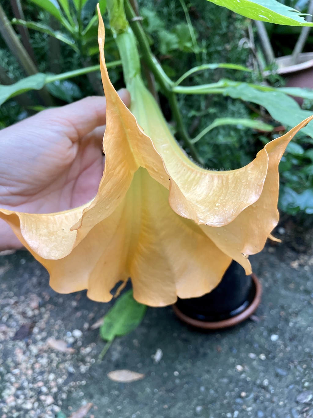 Brugmansia - le genre - Page 18 23116310