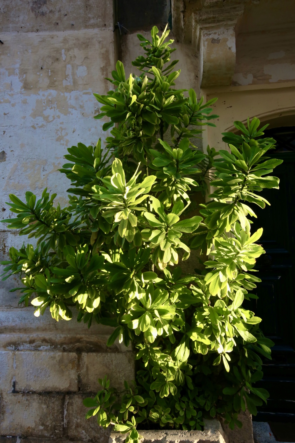 Euphorbia umbellata - [identification] 373e8410