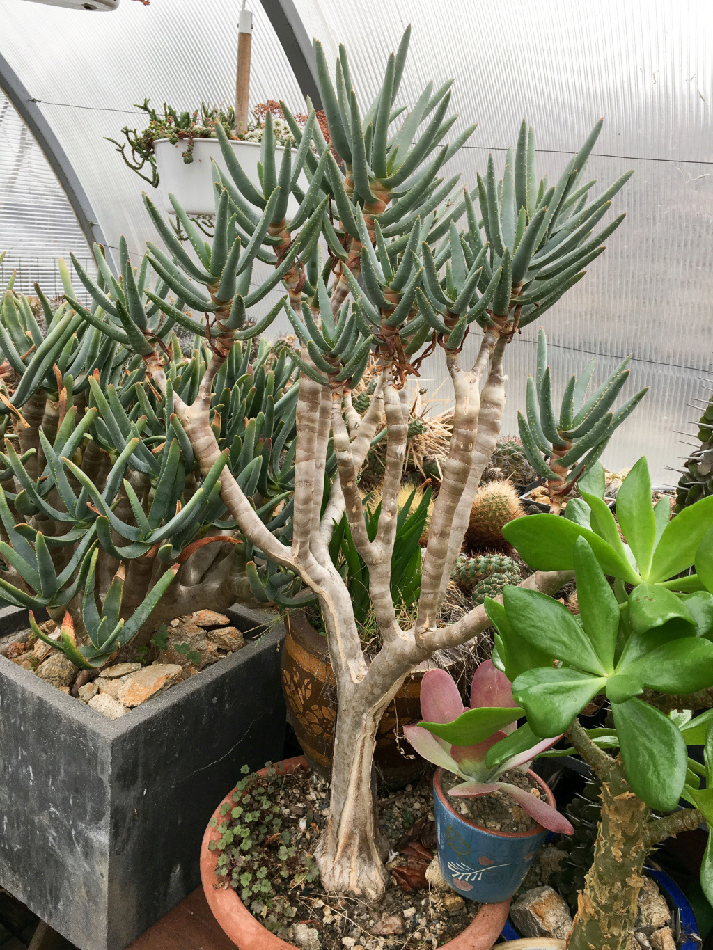 Aloidendron ramosissimum Aloe_r11