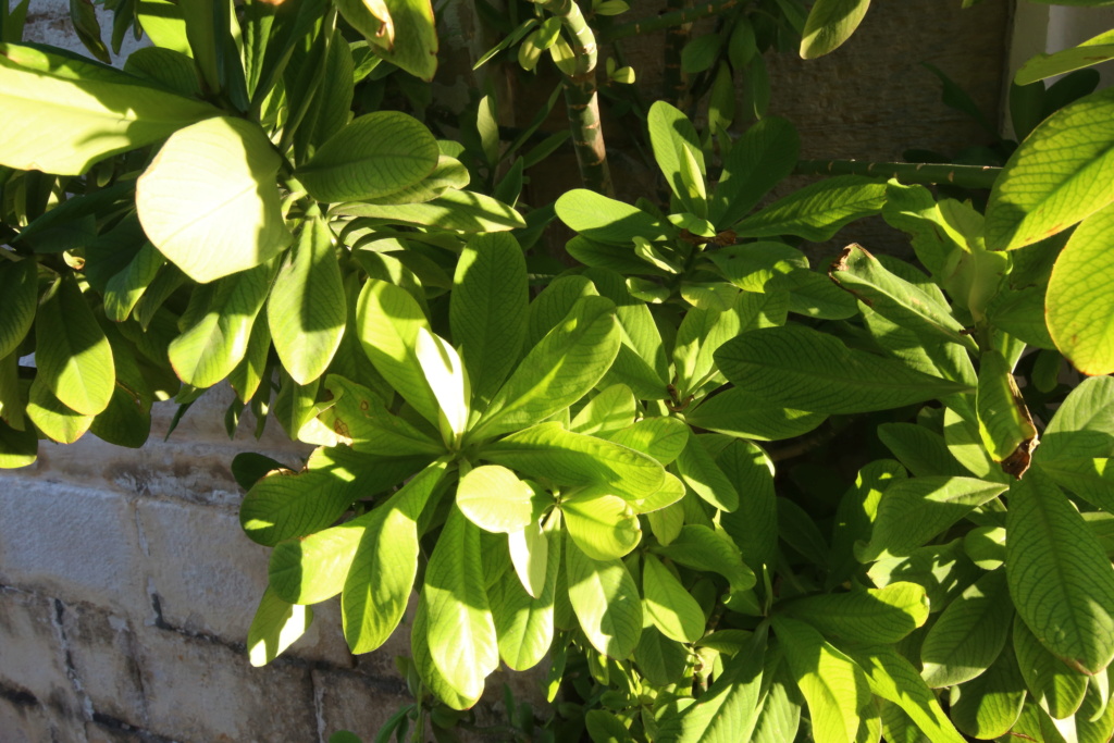 Euphorbia umbellata - [identification] D6eb0510