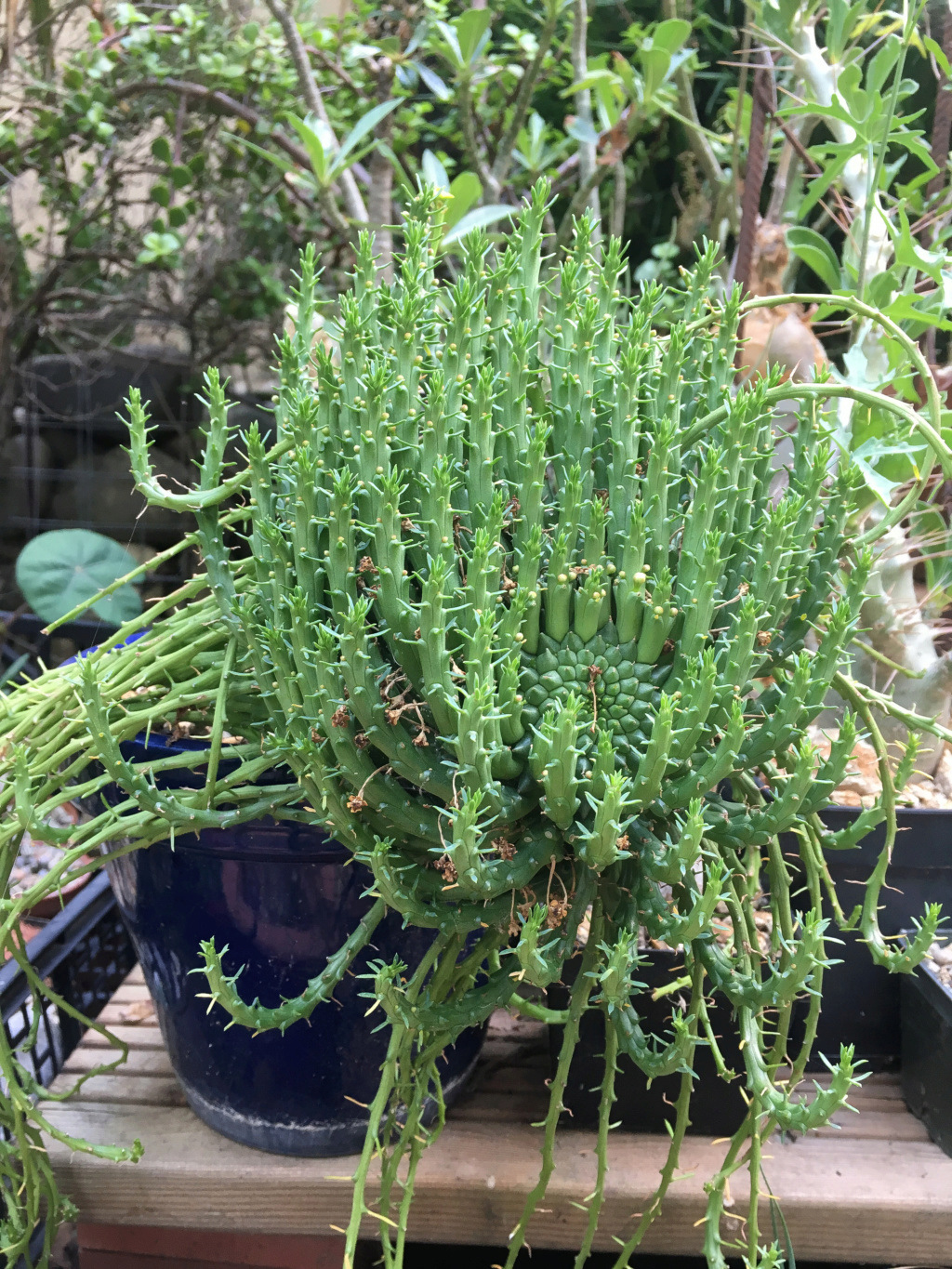 flanaganii - Euphorbia flanaganii Euphor12