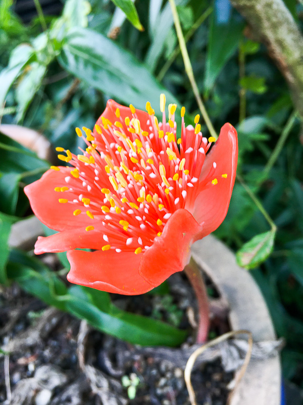 Haemanthus coccineus Haeman13