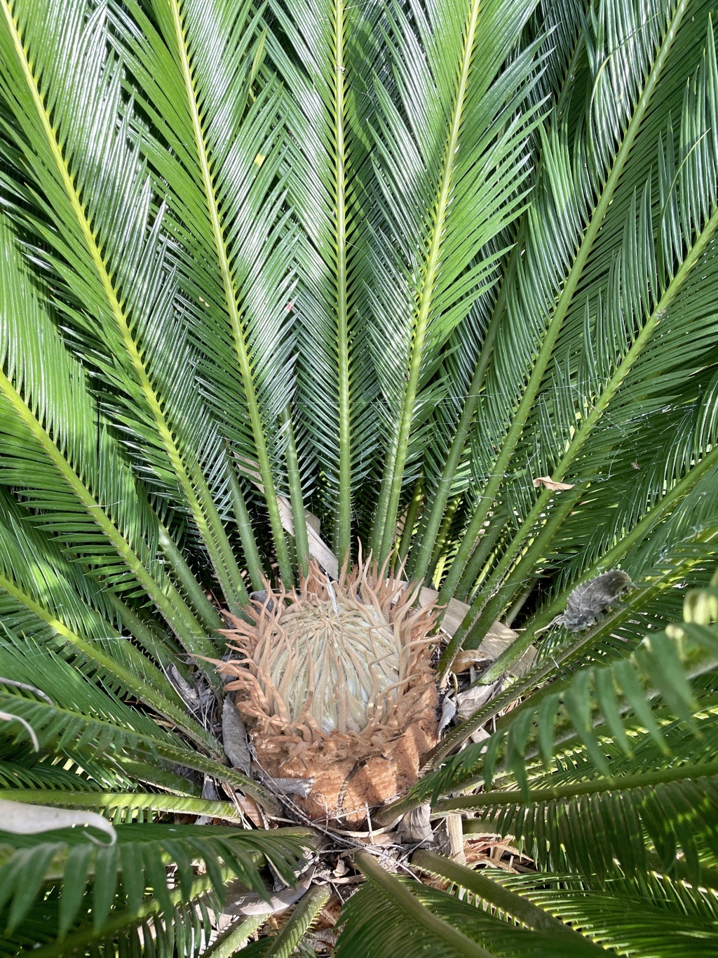 Cycas revoluta - Page 6 Img_1514