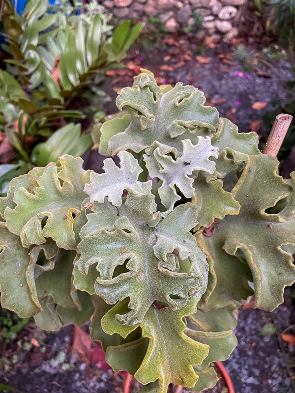 Kalanchoe 'Oak Leaf' - Page 2 Img_2411