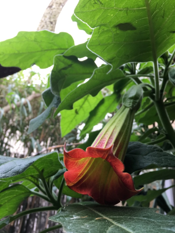 Brugmansia sanguinea - Page 3 Img_3414