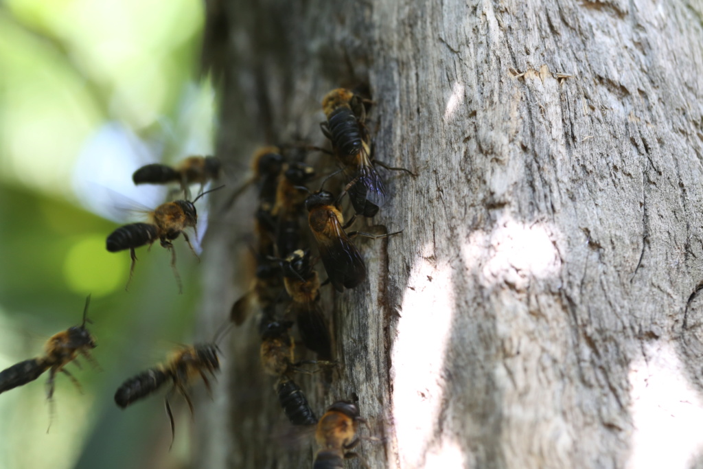 Identification abeilles Img_3811