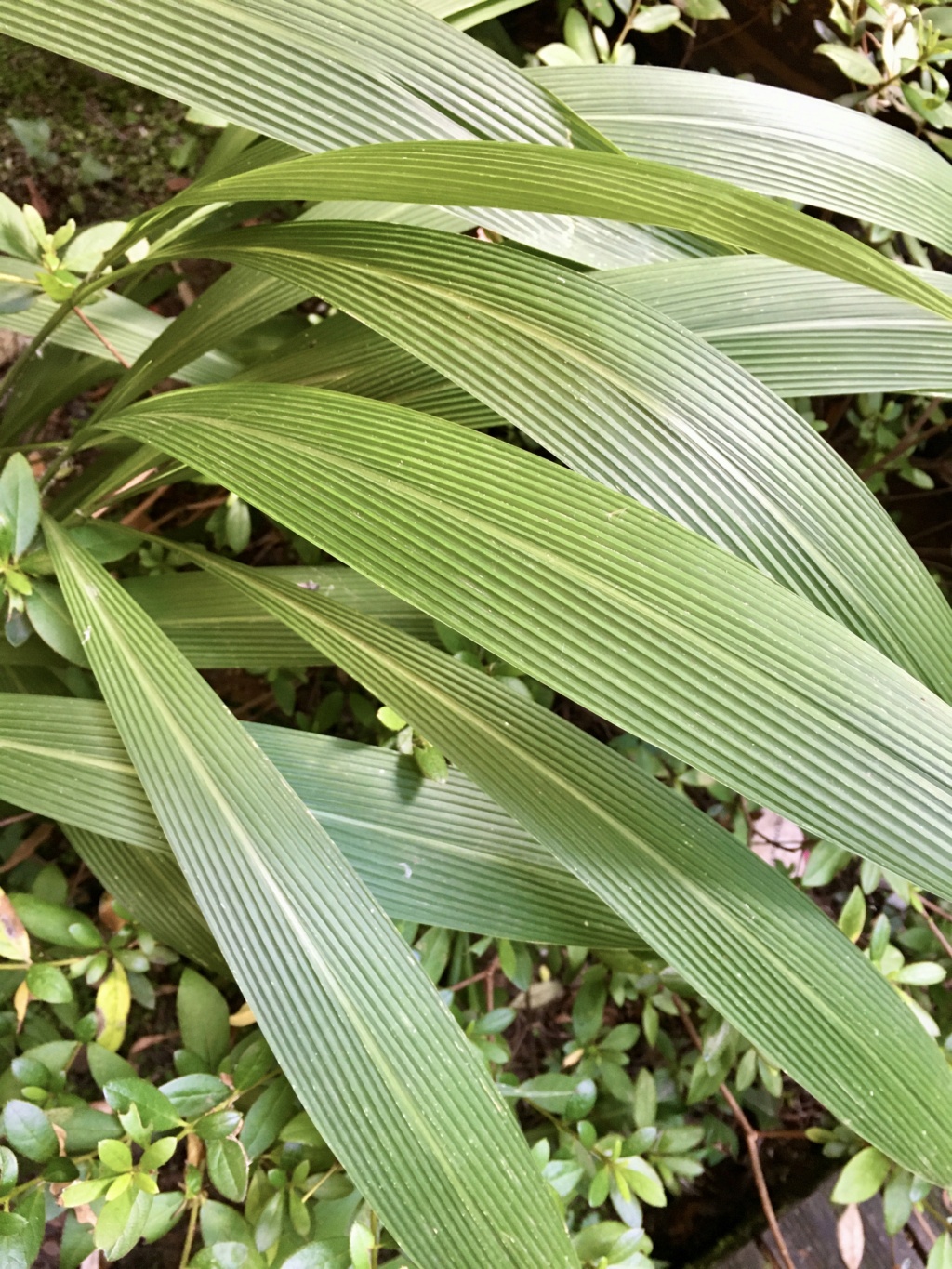 Setaria palmifolia - sétaire à feuilles de palmier - Page 5 Img_7415
