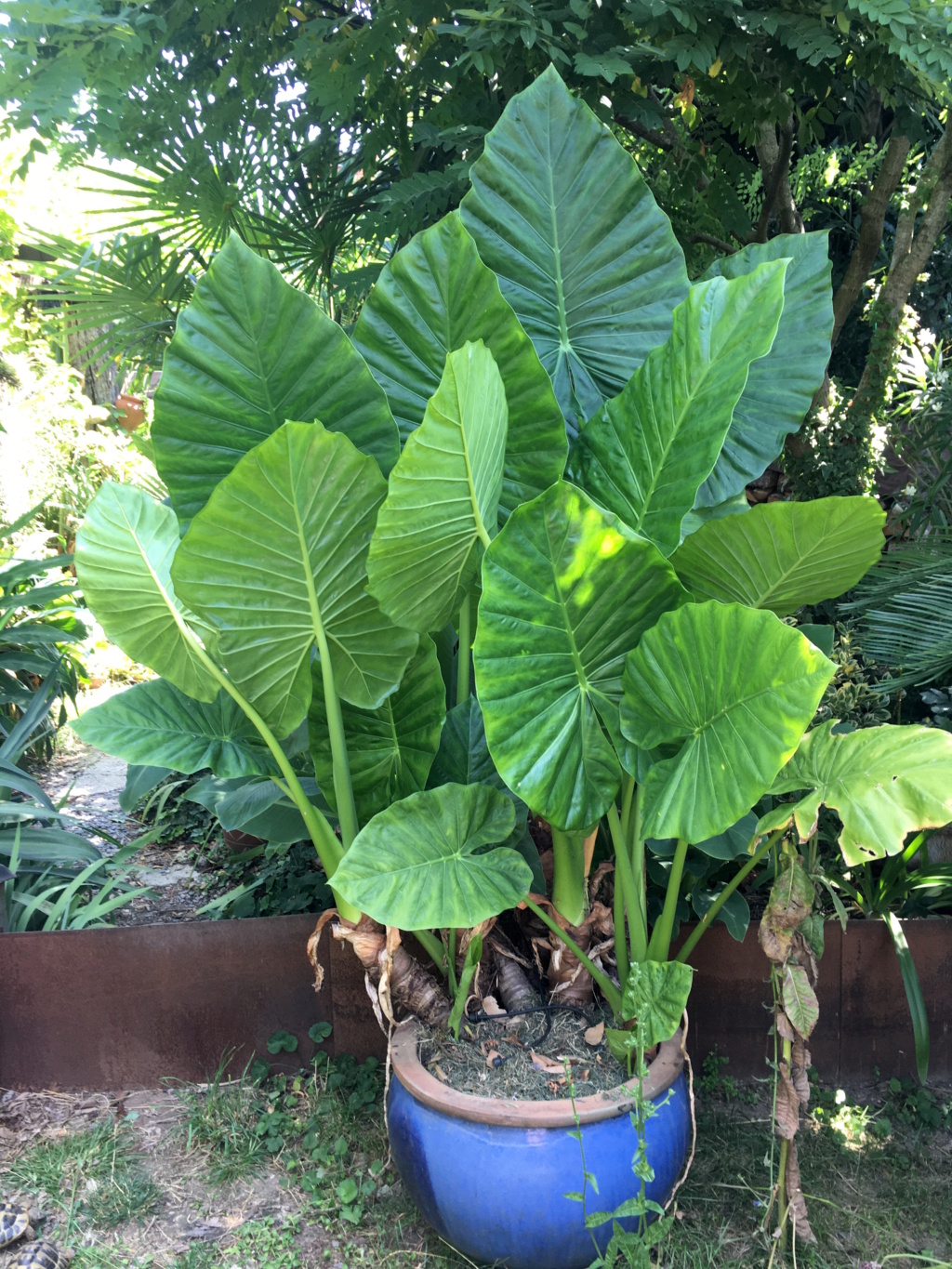 *aloc* - Alocasia macrorrhizos - Page 4 Img_9310