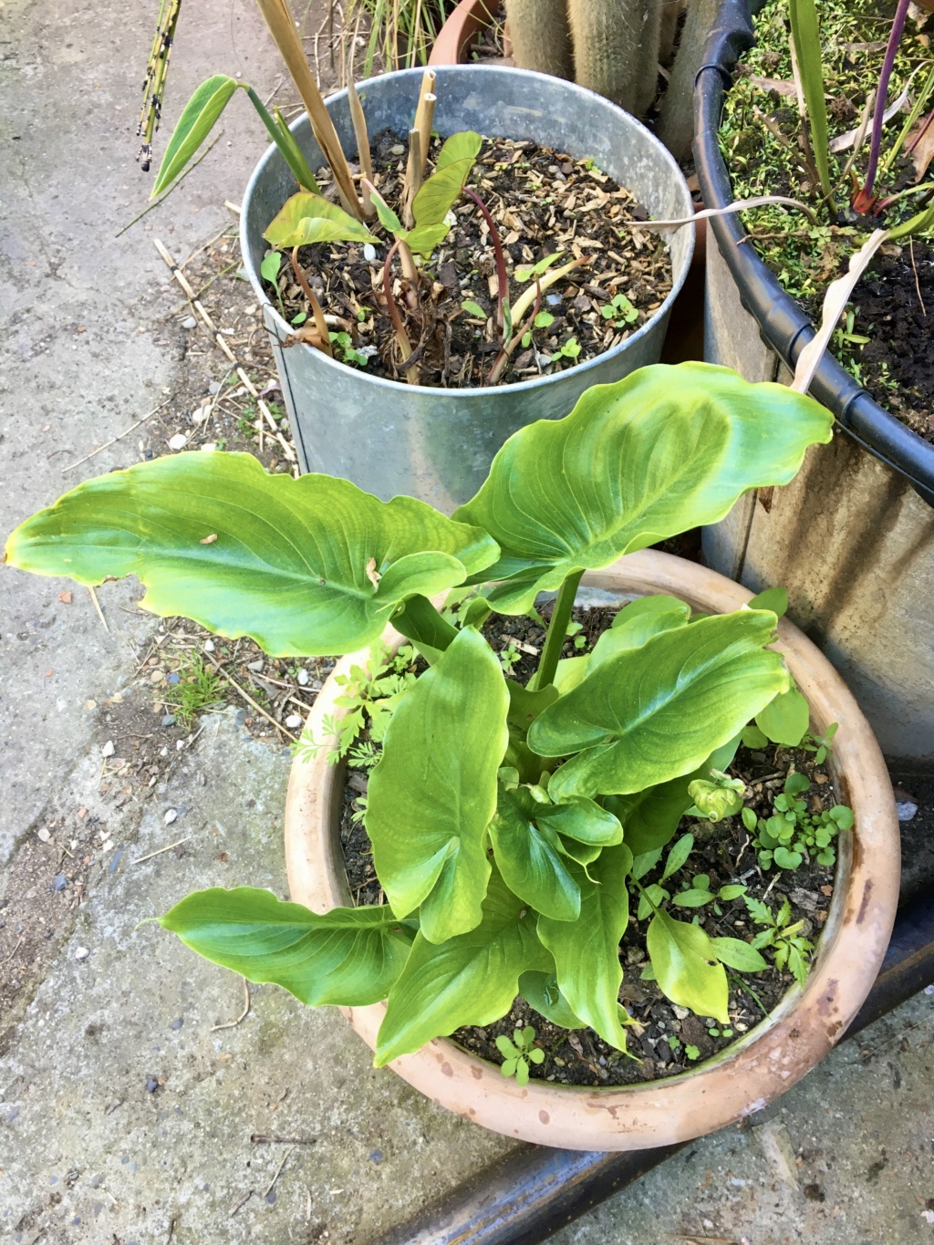 Zantedeschia aethiopica - arum d'Ethiopie - Page 2 Img_e612