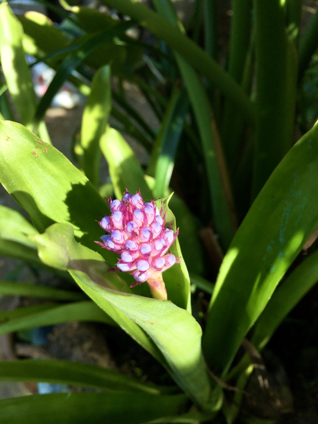 Aechmea gamosepala - Page 2 Img_e637