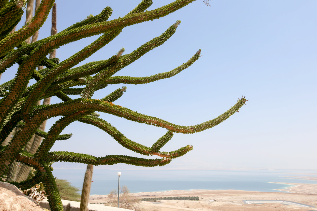 Israël - Jardin botanique d'Ein Gedi Mer_mo11