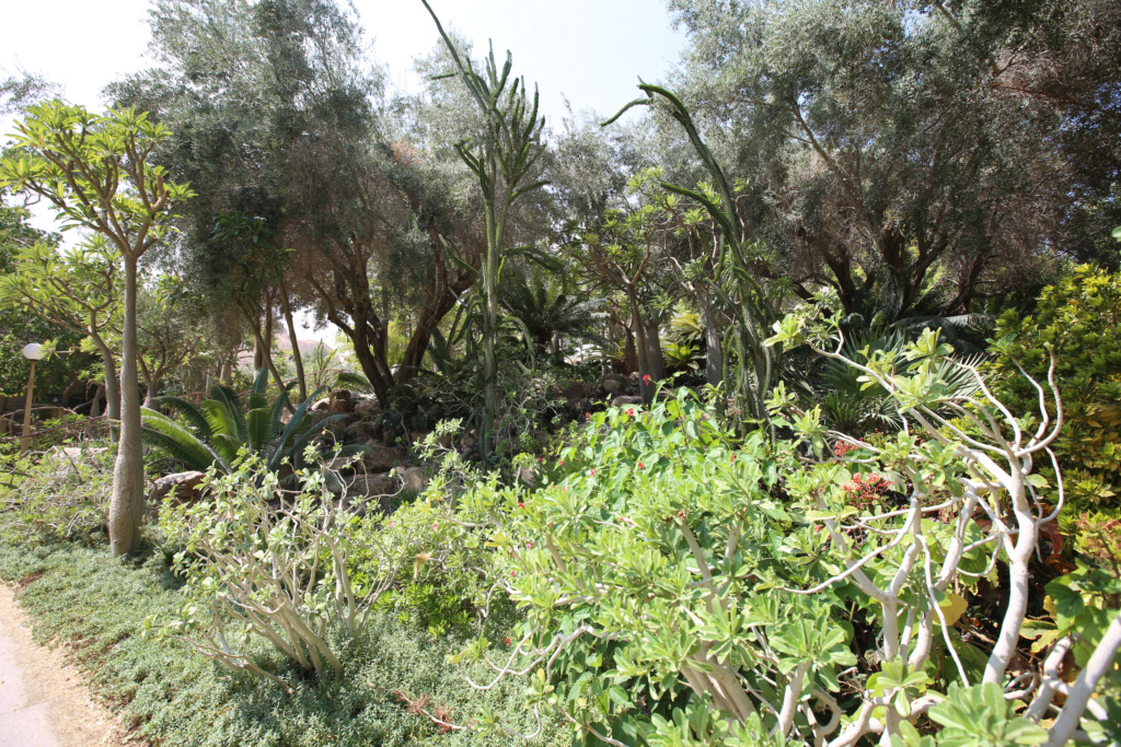 Israël - Jardin botanique d'Ein Gedi Mer_mo22
