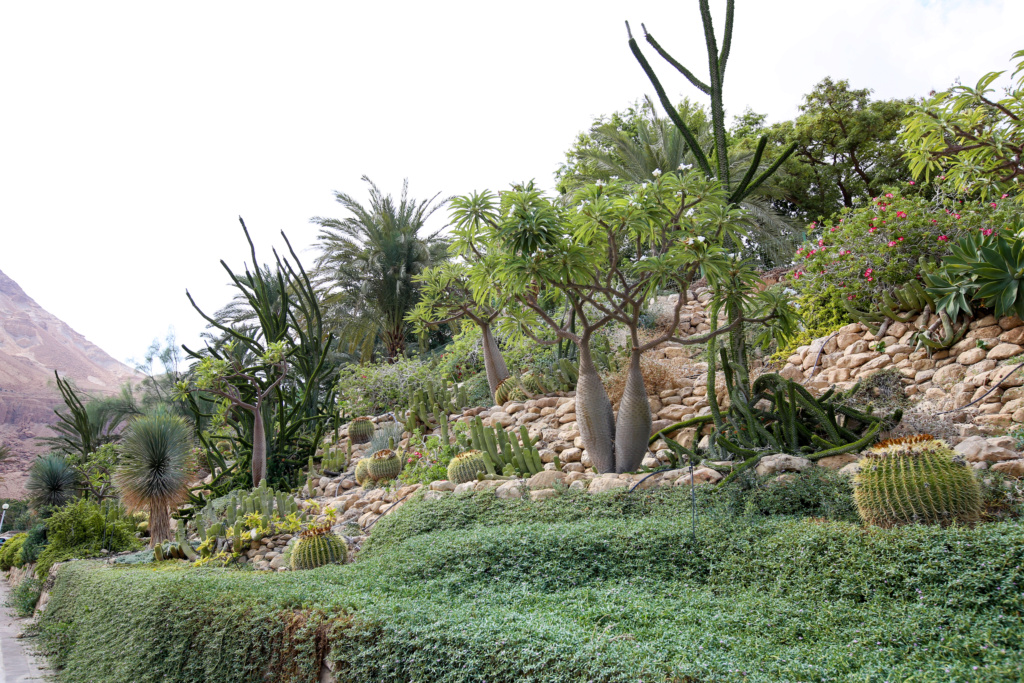 Israël - Jardin botanique d'Ein Gedi Mer_mo45