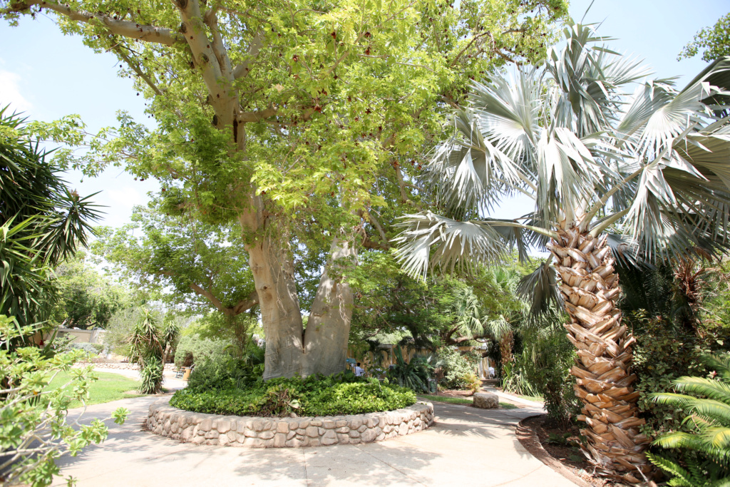 Israël - Jardin botanique d'Ein Gedi Mer_mo46