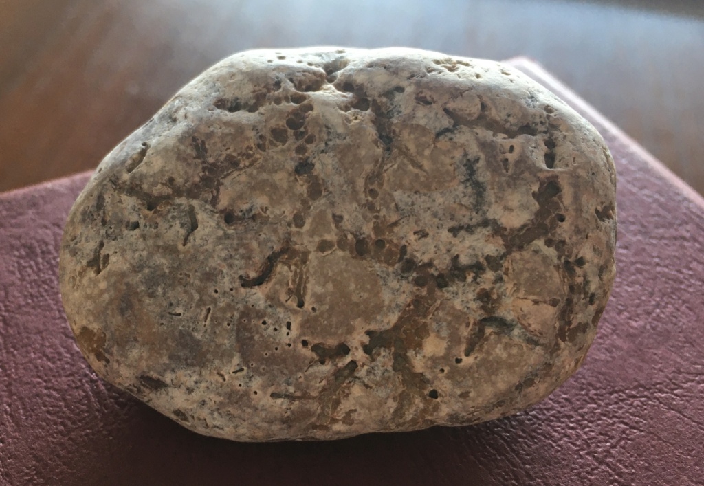 ¿Fósil o piedra con erosión marina? 7ccb0f10