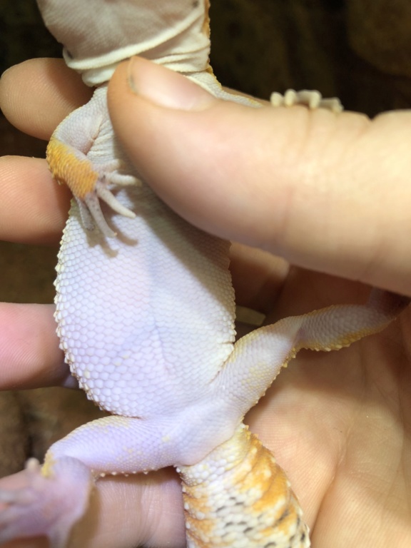 Mon gecko est gravides !? 2f130610