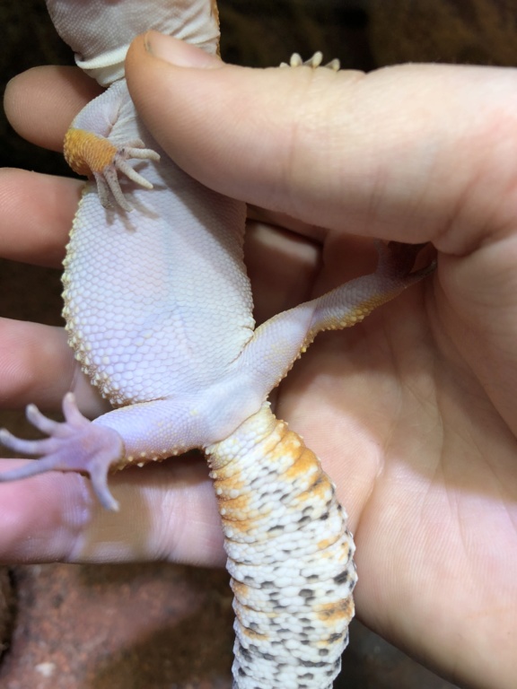 Mon gecko est gravides !? 679cdf10