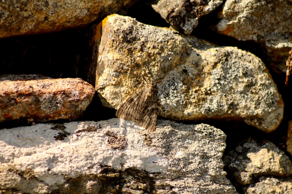 Noctuelle - Identification lépidoptère (noctuelle) Img_8211