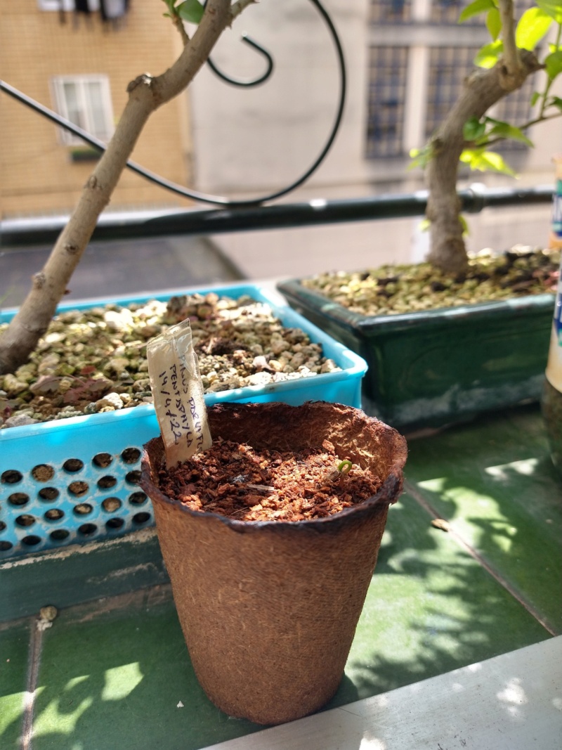 Semillas de junípero chinensis, arce palmatum y pino blanco  Img_2014