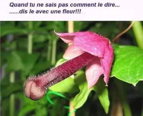 Si on aime les fleurs  - Page 23 Fb_img13