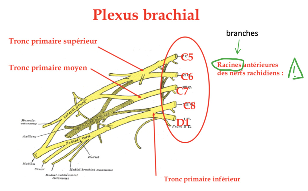 Plexus brachial : racine/branche Captur17