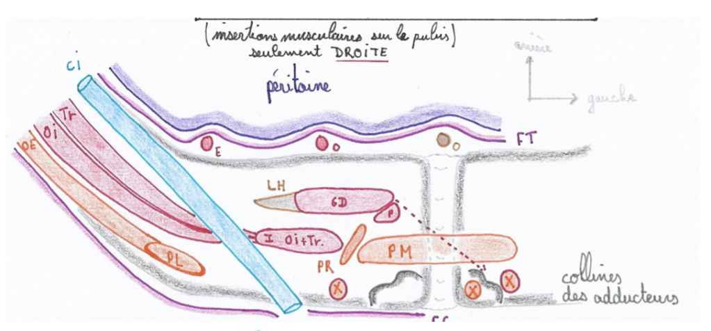 Pilier médial oblique externe Captur22