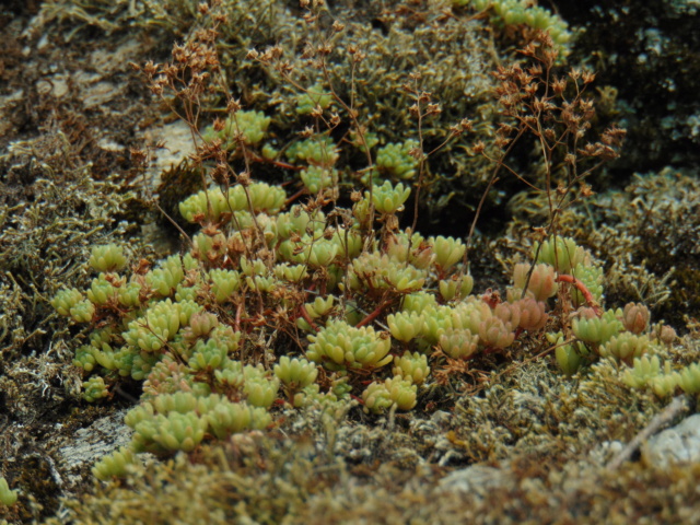 Sedum : les rustiques - botaniques, cultivars, hybrides... - Page 4 Dsc00111