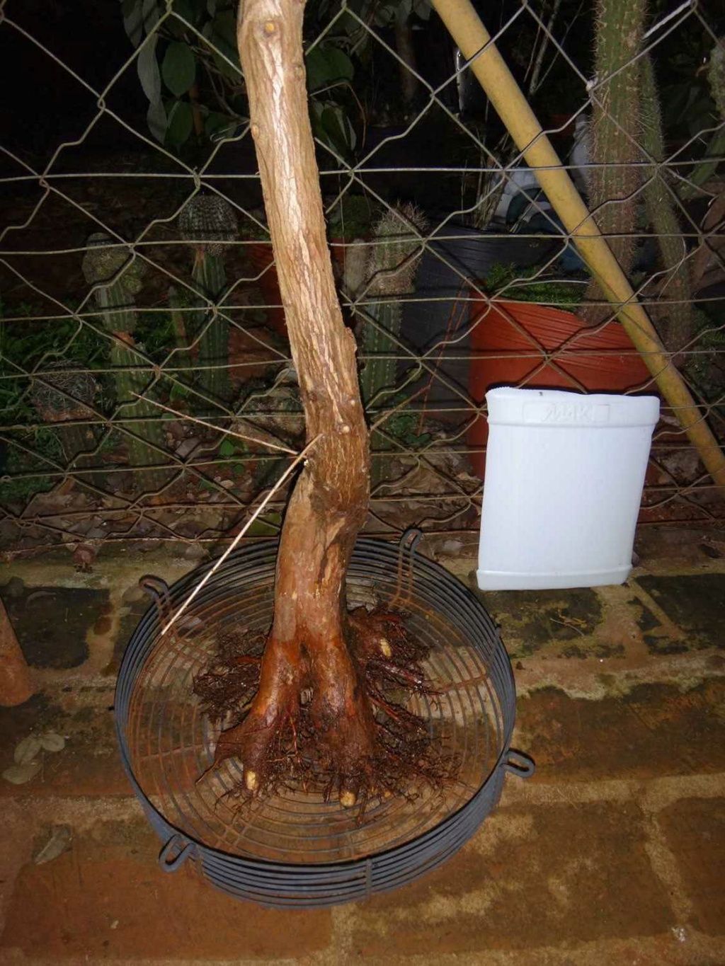 Evolución de un Taxodium distichum - Ciprés calvo - Bald Cypress 62dd9f15