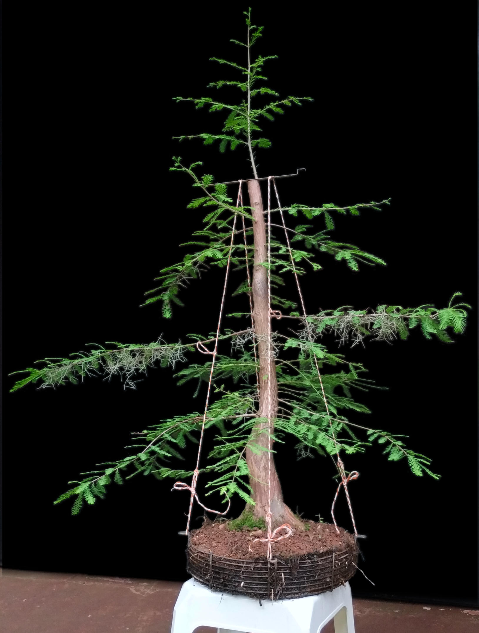 Evolución de un Taxodium distichum - Ciprés calvo - Bald Cypress Calvas10