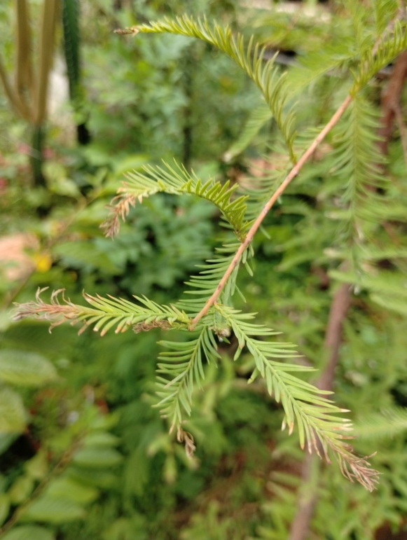 Evolución de un Taxodium distichum - Ciprés calvo - Bald Cypress Img_2012