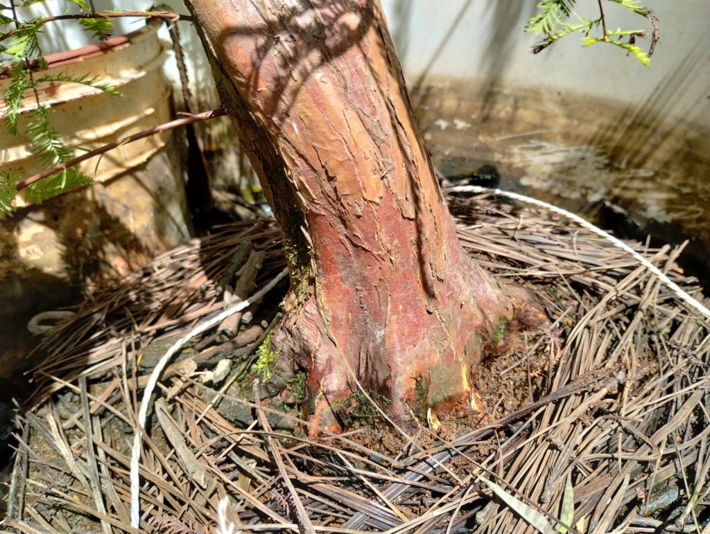 Evolución de un Taxodium distichum - Ciprés calvo - Bald Cypress Img_2015