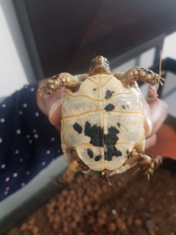 Identification de ma tortue 16853410
