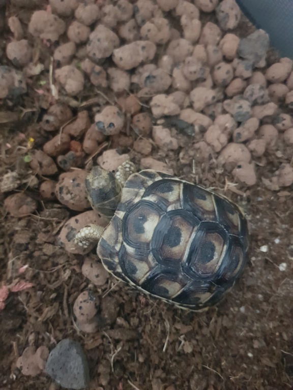 Identification de ma tortue 16853412