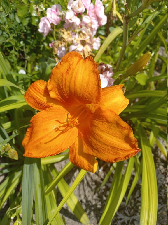 Hemerocalle,Hemerocallis - Page 30 20240652