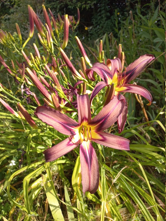 Hemerocalle,Hemerocallis - Page 31 20240671