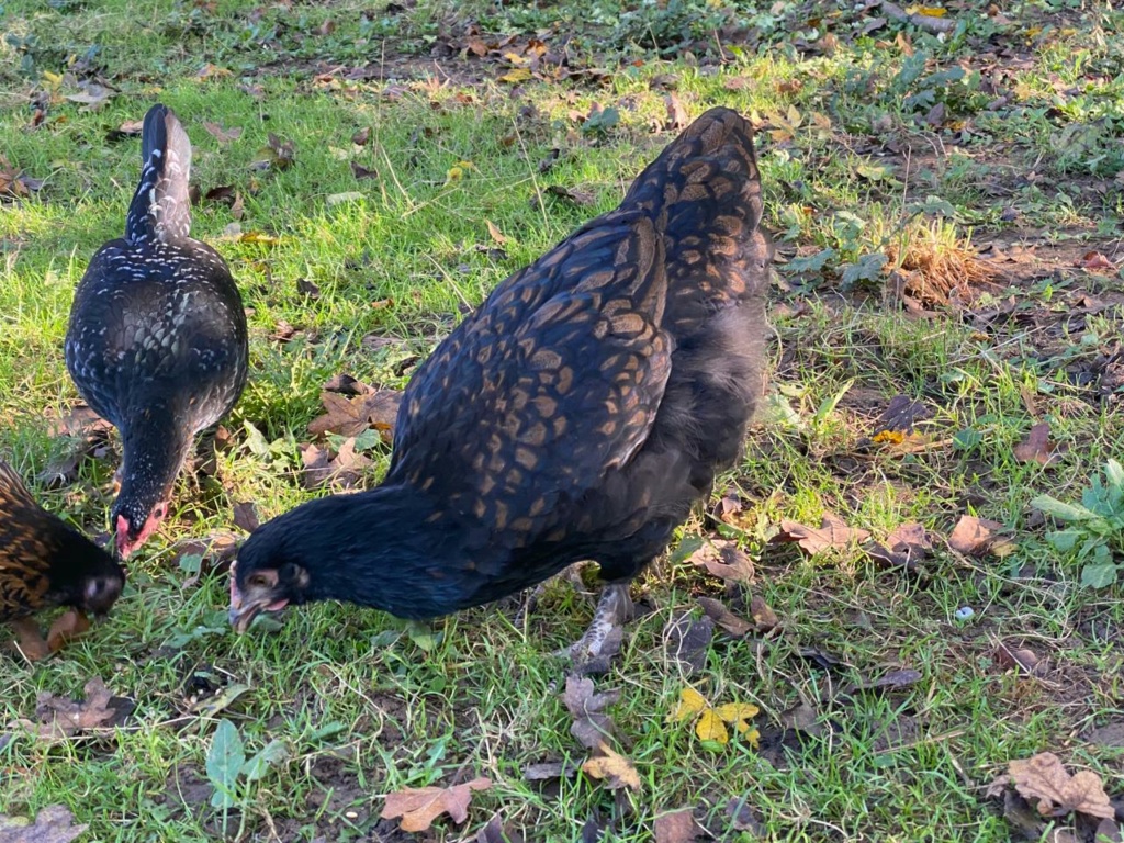 Croisé(e) Orpington FALN/Marans : poule ou coq ? Img-2013