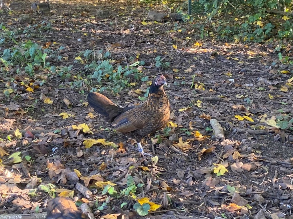 Fan de poussins se presente Img-2015