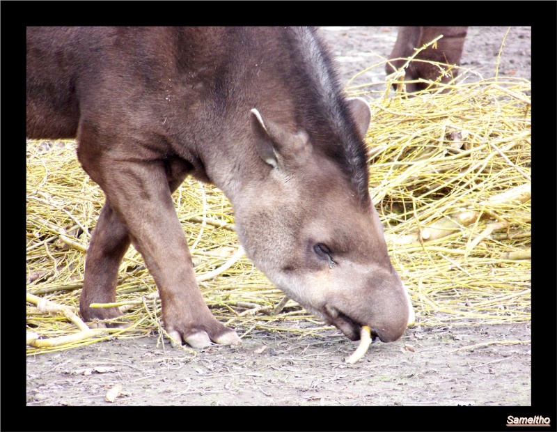 Le tapir terrestre (Tapirus terrestris) 09310