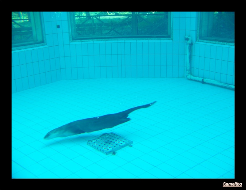 Le zoo de la fleche La_fle35