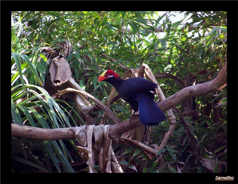 Le zoo de la fleche La_fle36