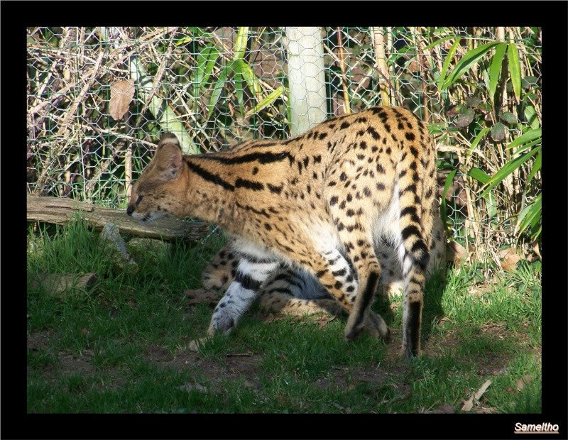 Le zoo de la fleche La_fle44