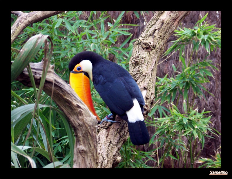 Le zoo de la fleche La_fle47