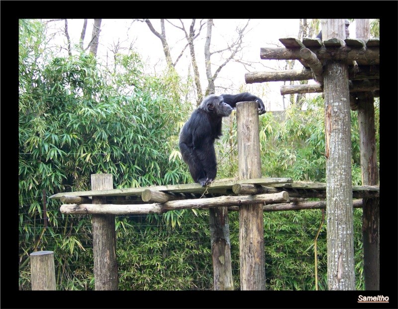 Le zoo de la fleche La_fle49