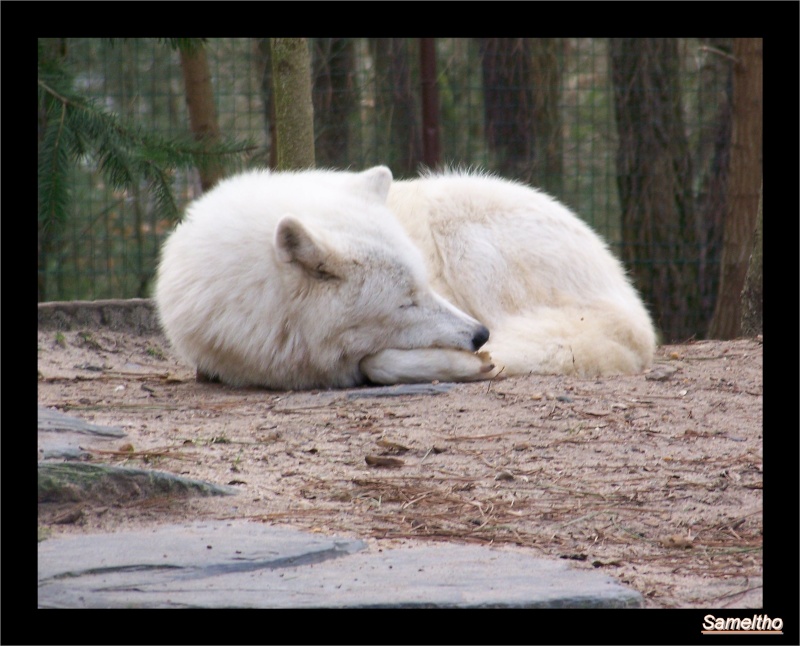 Le zoo de la fleche La_fle54
