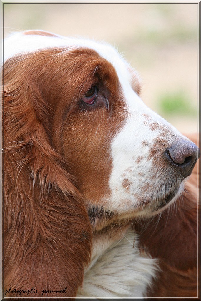 Basset Hound Img_4511